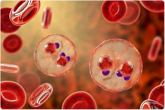 An image of the Malarial Cell Classification project.